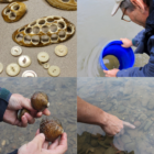 Fighting for the Ohio River watershed’s mussels: Experts are working to get to the bottom of their mysterious disappearances